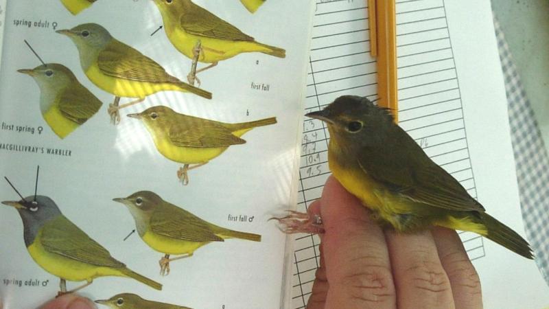 Mourning warbler in the hand.